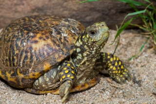 Ornate Box Turtle 3