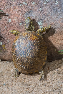 Ornate Box Turtle 1