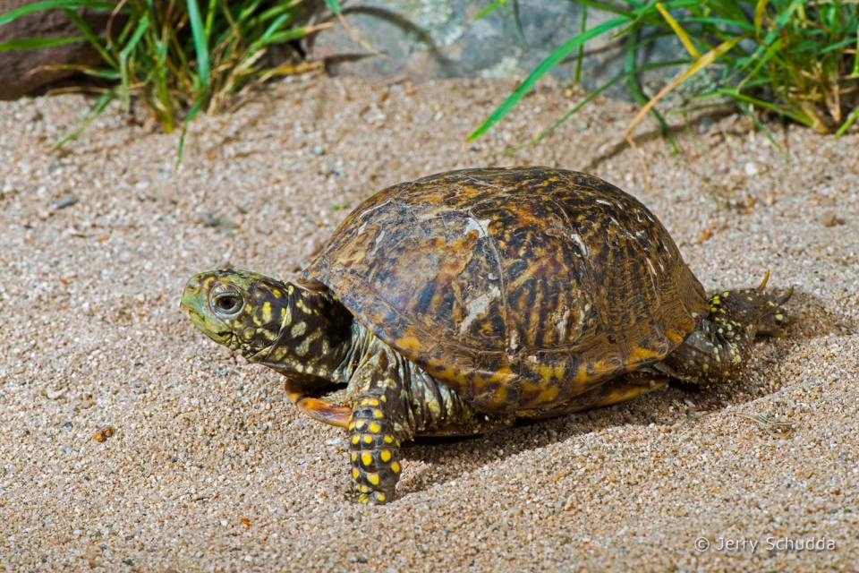 Ornate Box Turtle