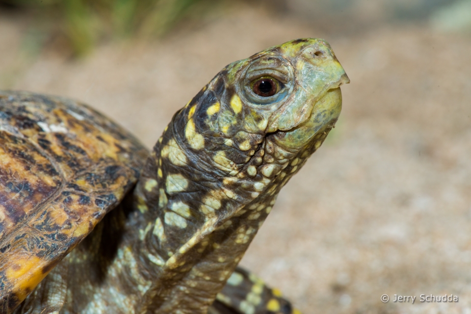 Ornate Box Turtle 4