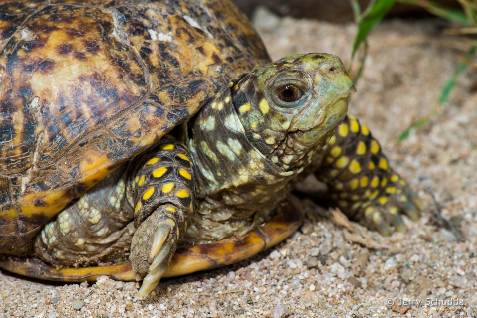 Ornate Box Turtle 2