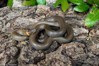 Ring-necked Snake 1