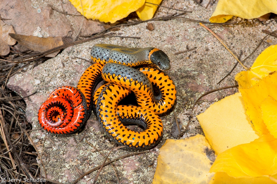 Ring-necked Snake 3