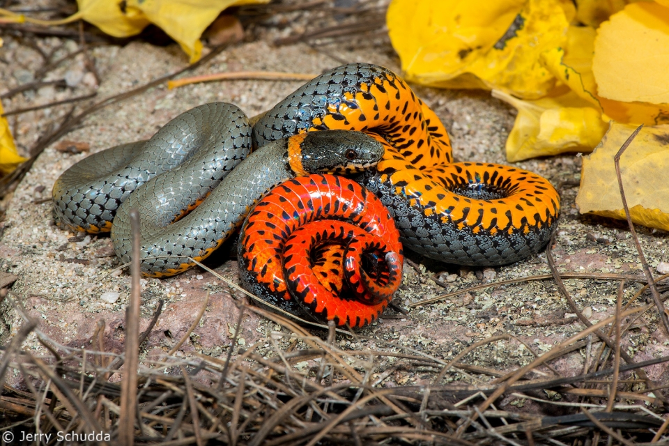 Ring-necked Snake