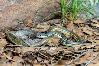 Sonoran Whipsnake