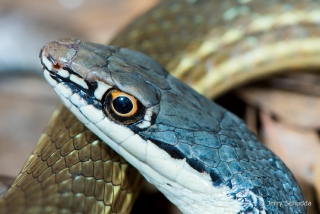 Sonoran Whipsnake 3