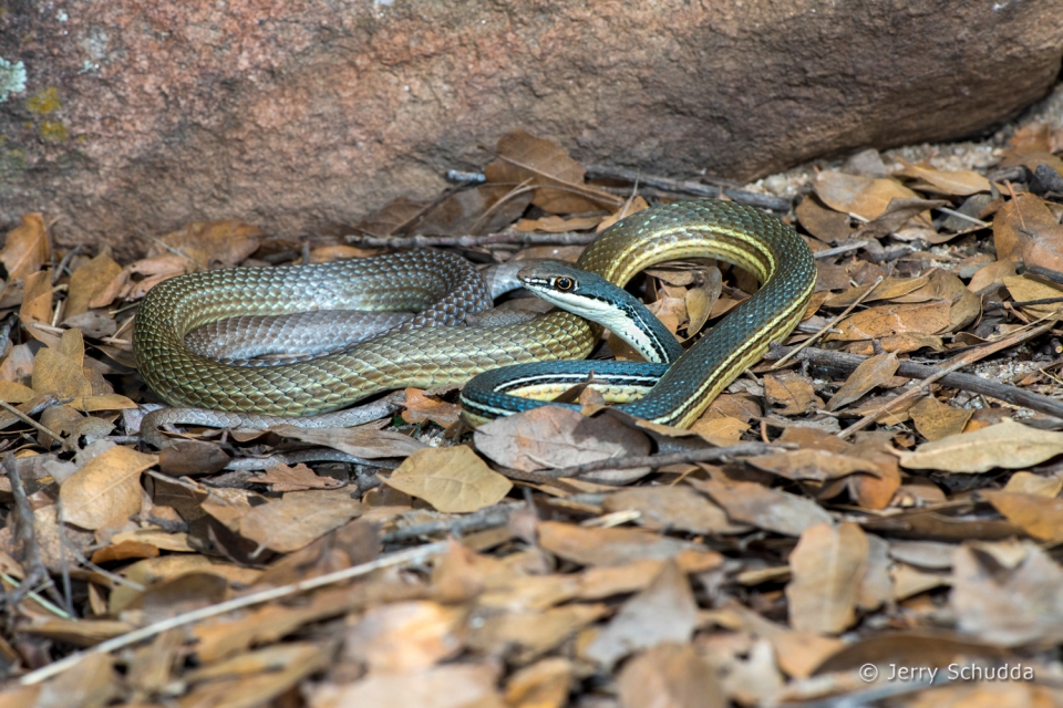 Sonoran Whipsnake 2