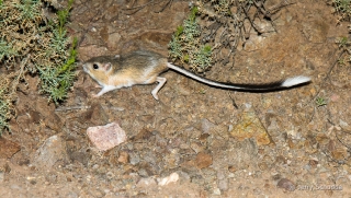 Banner-tailed Kangaroo Rat 4