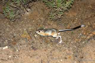 Banner-tailed Kangaroo Rat 3