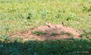 Black-tailed Prairie Dog