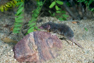 Desert Shrew or Cockrum's Grey Shrew