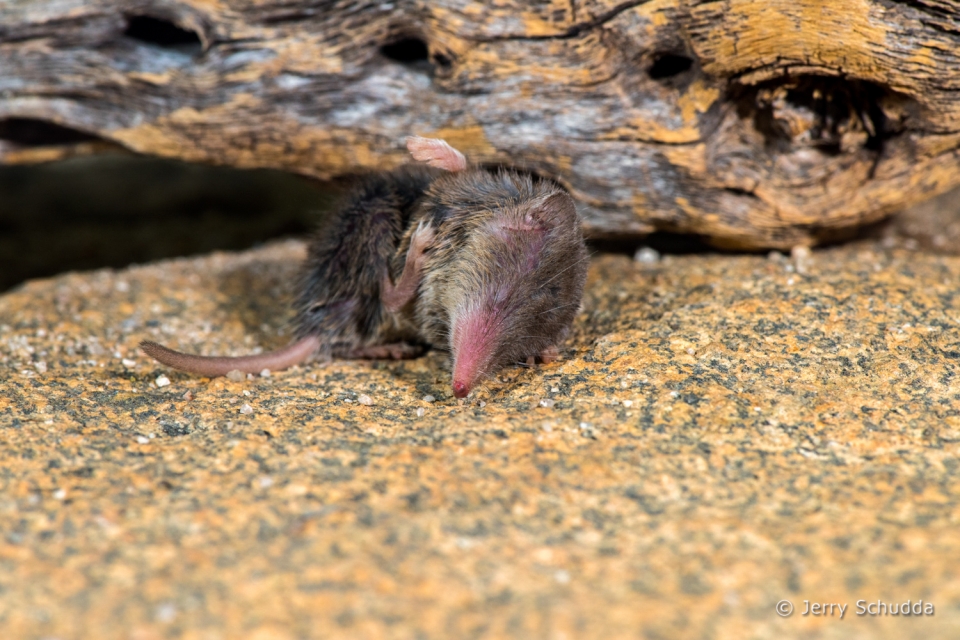 Desert Shrew or Cockrum's Gray Shrew 2