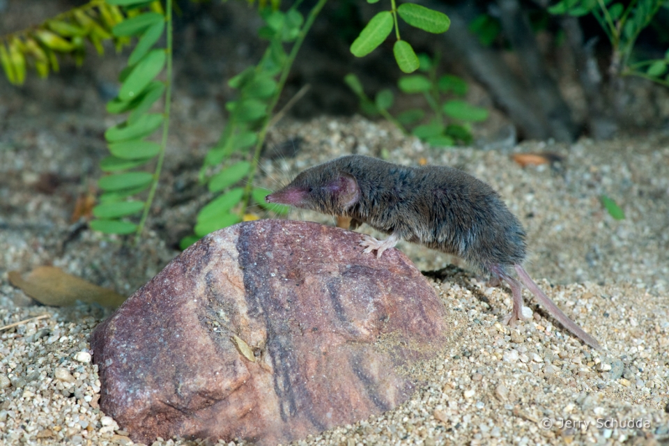 Desert Shrew or Cockrum's Grey Shrew