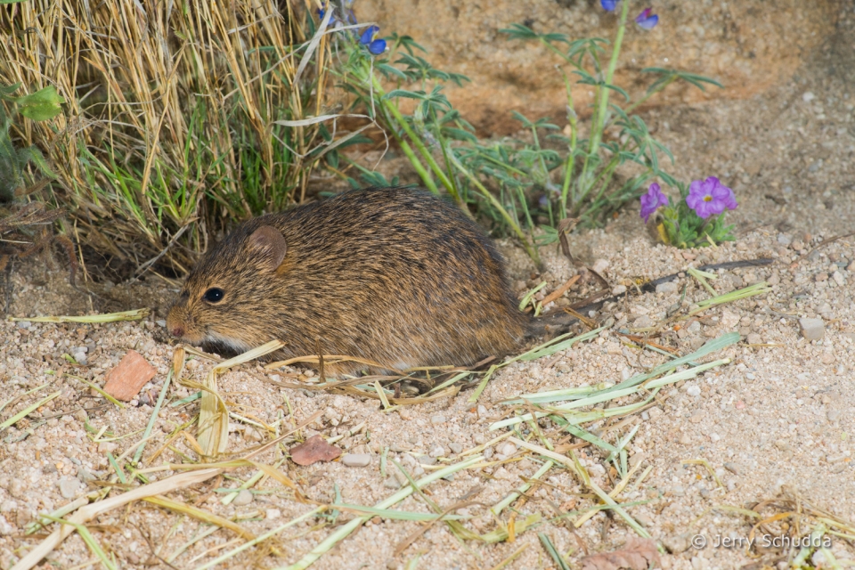 Hispid Cotton Rat