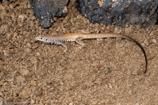 Western Whiptail 2