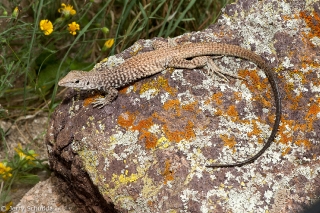 Western Whiptail