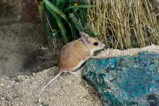 Northern Grasshopper Mouse