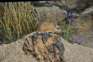 Northern Grasshopper Mouse 1