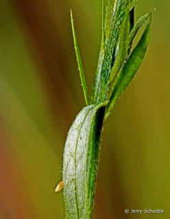 Cloudless Sulpher Butterfly Egg