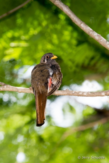 Elegant Trogon 2