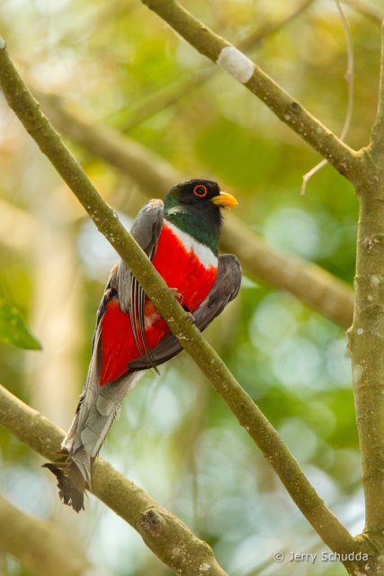 Elegant Trogon