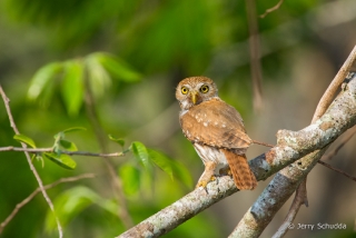 Ferruginous Pygmy-Owl 1