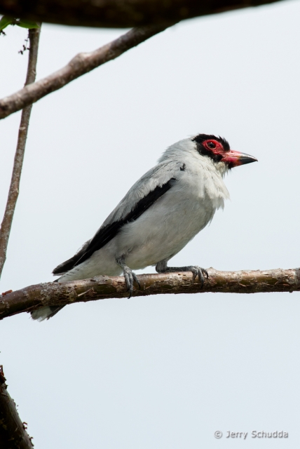 Masked Tityra