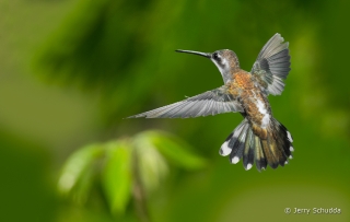 Plain-capped Starthroat 11