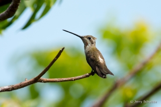 Plain-capped Starthroat 6