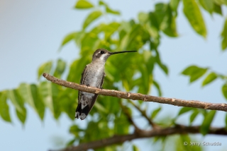 Plain-capped Starthroat