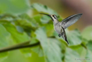 Plain-capped Starthroat 9