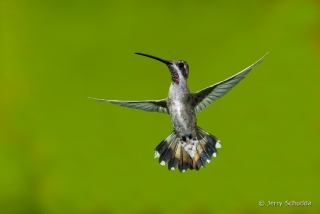 Plain-capped Starthroat 5