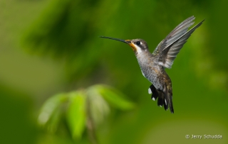 Plain-capped Starthroat 7