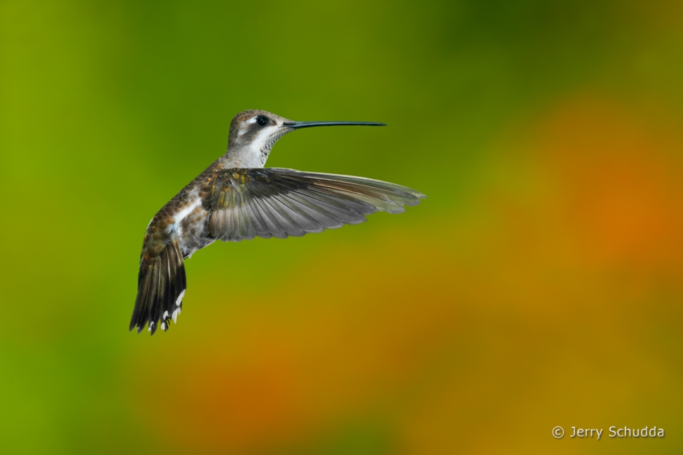 Plain-capped Starthroat 10