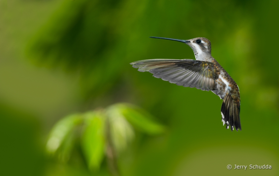 Plain-capped Starthroat 8