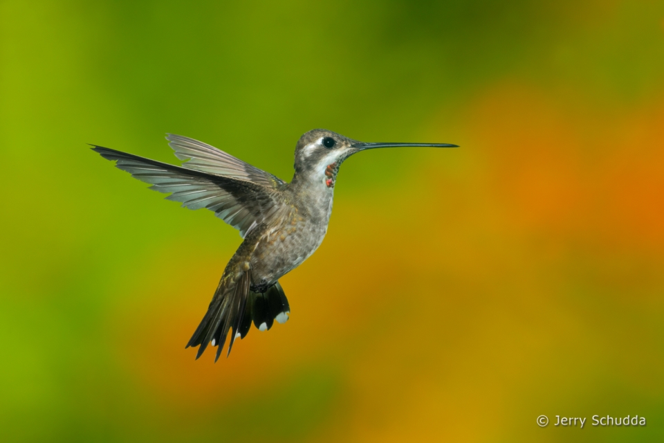 Plain-capped Starthroat 4