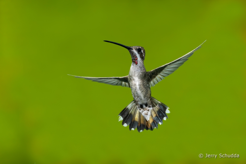 Plain-capped Starthroat 5