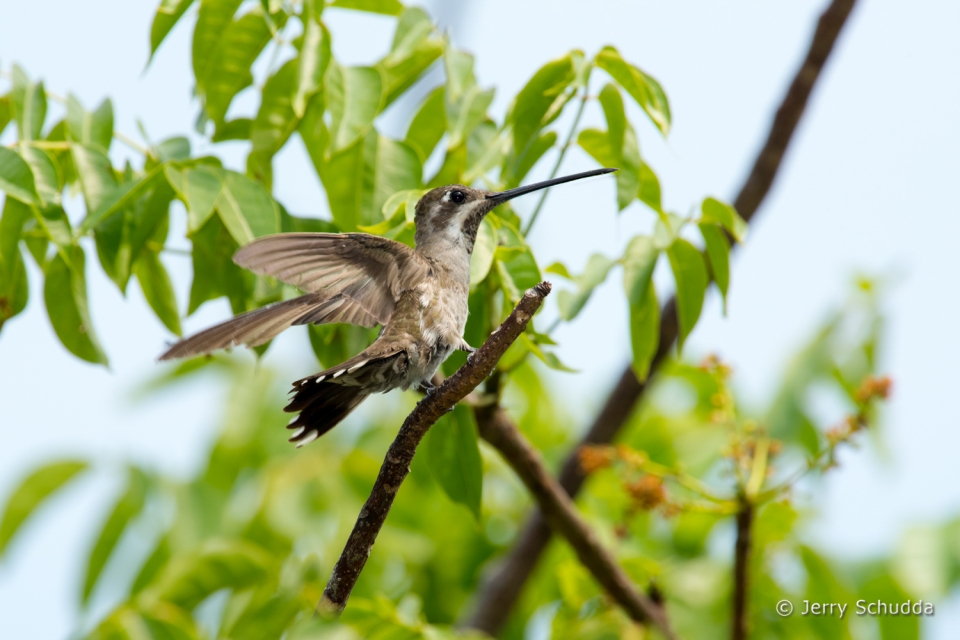 Plain-capped Starthroat 3