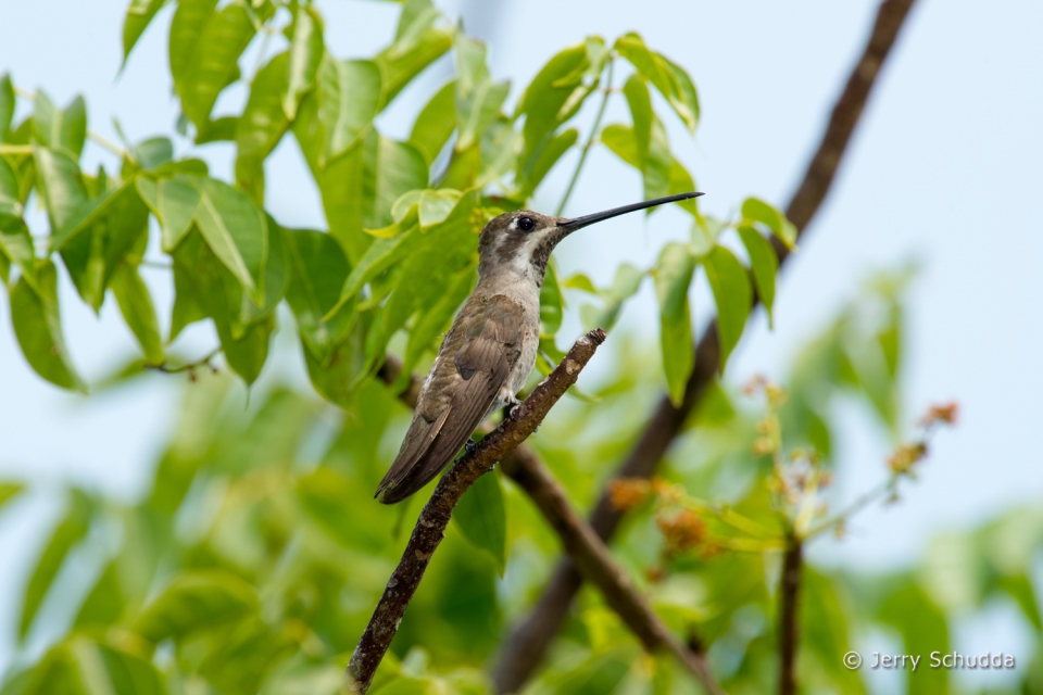 Plain-capped Starthroat 2