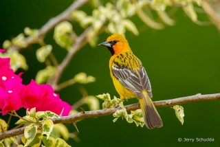 Streak-backed Oriole 3