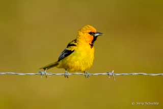 Streak-backed Oriole