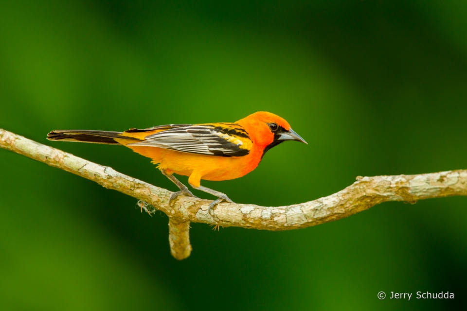 Streak-backed Oriole 5