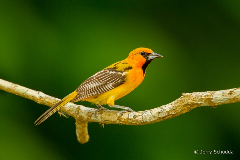 Streak-backed Oriole 2