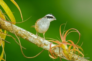 Stripe-headed Sparrow 4