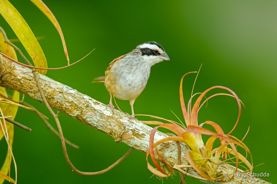 Stripe-headed Sparrow 4