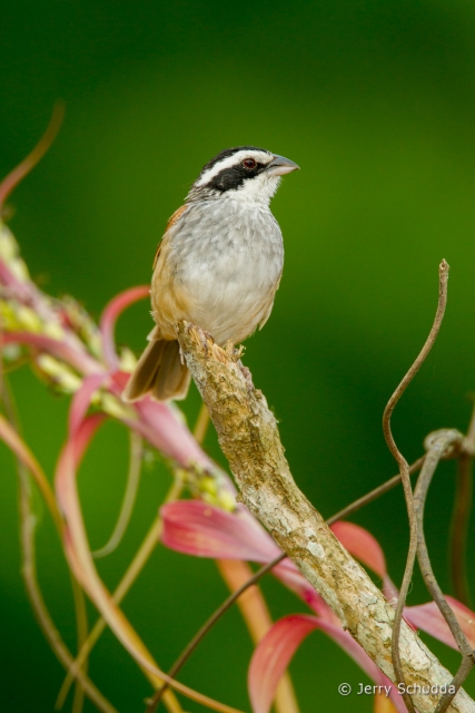 Stripe-headed Sparrow 5