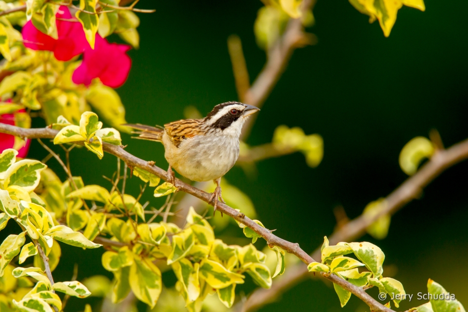 Stripe-headed Sparrow 3