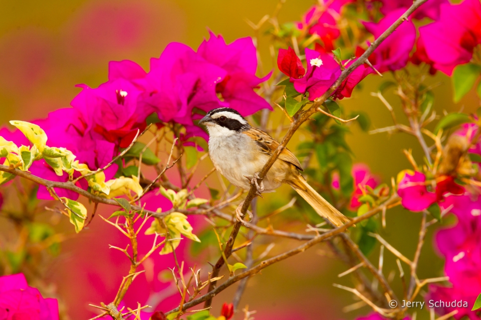 Stripe-headed Sparrow