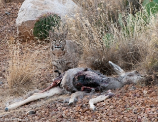 Bobcat