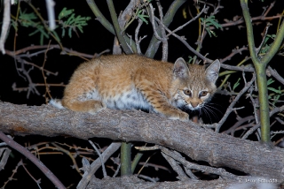 Bobcat juvenile 6